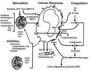 Figure 1) Pathways for stimulation