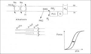 Cardiac alphai-adrenergic receptor stimulation: Positive inotropism and arrhythmias